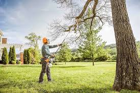 Professional Tree Care in Elizabeth, NJ